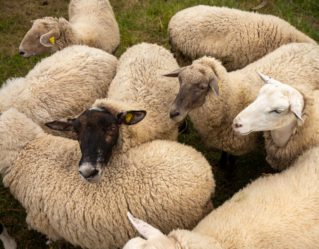 Tightly packed flock of sheep in a green pasture.